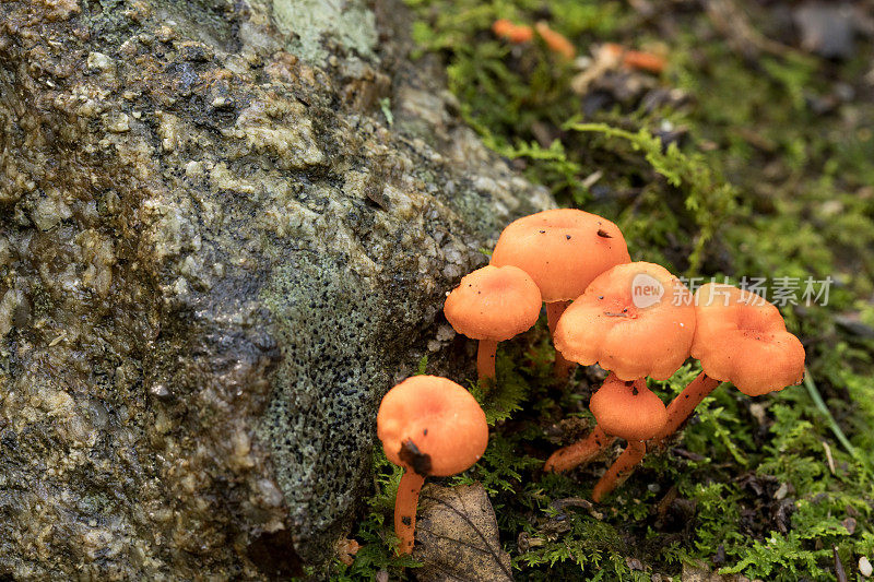 森林里的野生蘑菇。Omphalotus illudens